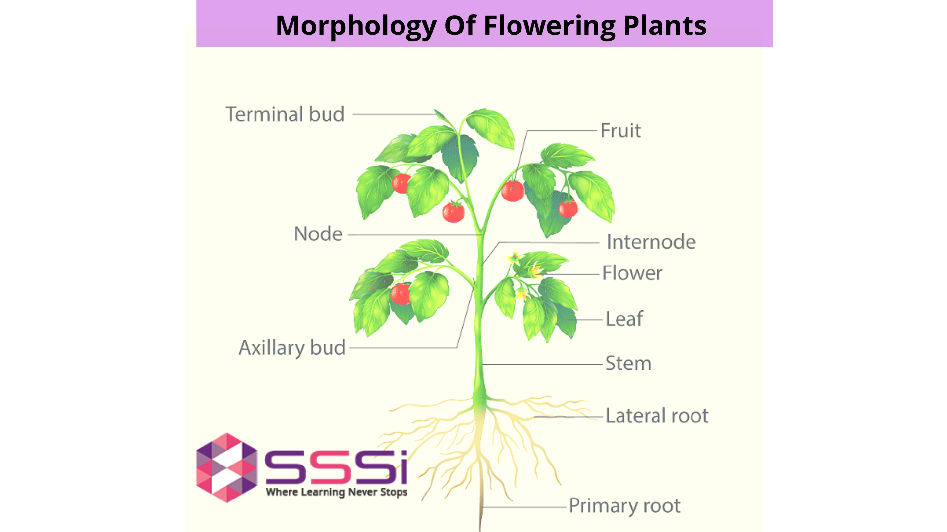Morphology Of Flowering Plants 