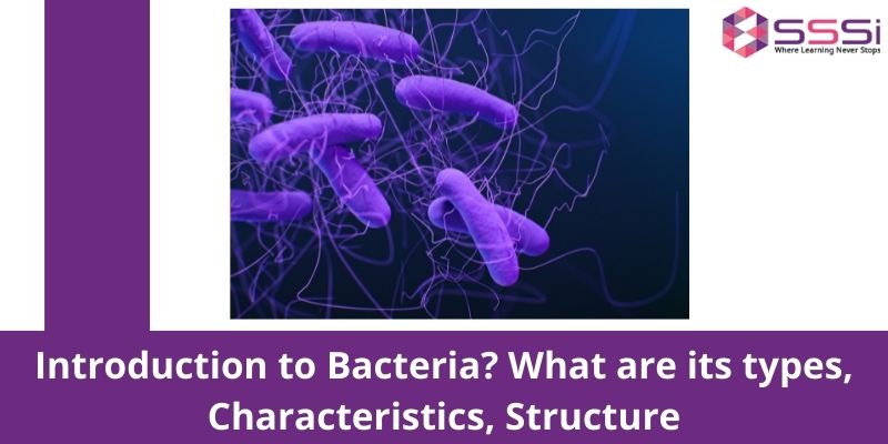 Introduction to Bacteria? What are its types, Characteristics, and Structure?