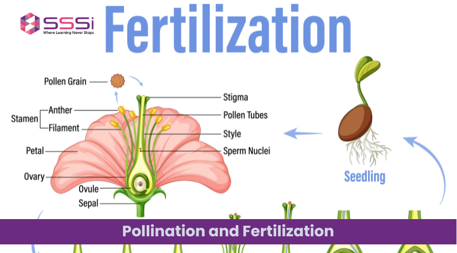 Difference Between Pollination and Fertilization: A Comprehensive Study